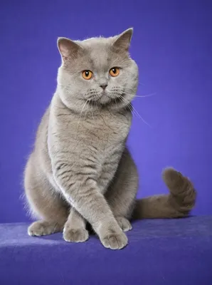 Британская короткошерстная кошка картинки