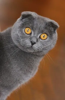 Шотландская вислоухая кошка: 🐈 все факты о породе, внешность, окрас