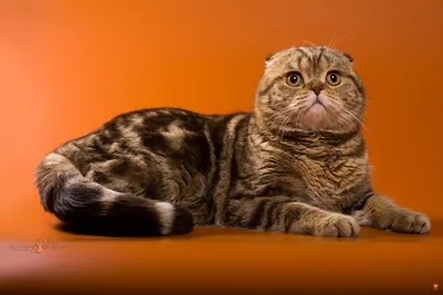 Скоттиш-фолд (Шотландская вислоухая кошка) - «Кошка-аристократка.» | отзывы