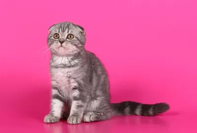 Серая шотландская вислоухая кошка в …» — создано в Шедевруме