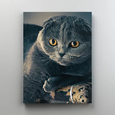 Кошка Шотландская Вислоухая, Цвет Серебристый Фотография, картинки,  изображения и сток-фотография без роялти. Image 88148985