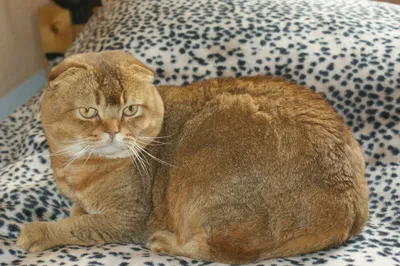 Файл:Шотландская вислоухая кошка играет.jpg — Википедия