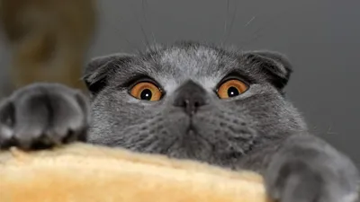 Шотландская вислоухая кошка с желтыми глазами изолирована | Премиум Фото