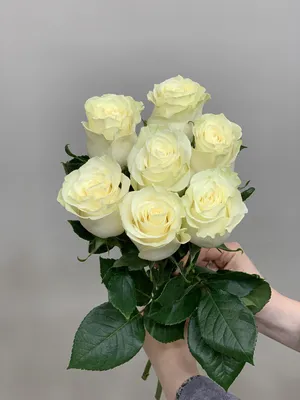 Букет из 29 белых роз в черной упаковке Купить по выгодной цене