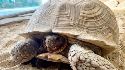 Черепахи Тортилла и Тарзан ждут пополнения в калужском зоопарке