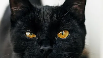 Черная кошка в доме к добру или к неприятностям? | Дом по-женски | Дзен