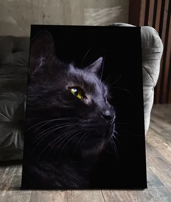 Черная кошка лжет и смотрит на камеру Стоковое Фото - изображение  насчитывающей хищник, волосы: 157861734