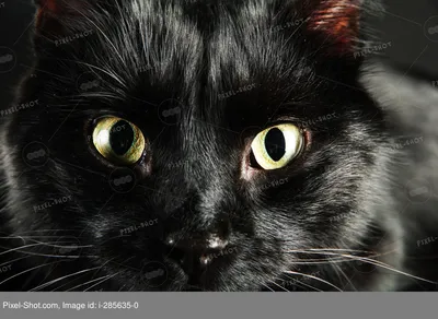 Полночь – черная кошка на черном агате - кулон с росписью на заказ в  интернет-магазине Ярмарка Мастеров по цене 12999 ₽ – OWWUURU | Кулон,  Москва - доставка по России