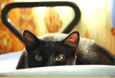 Черная кошка на белом фоне Stock Photo | Adobe Stock