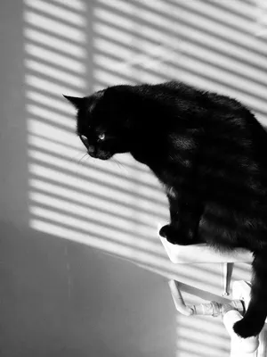 Брошка Черная кошка купить в интернет магазине в Москве