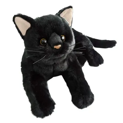 Черная кошка — к беде: 5 примет, которые обоснованы наукой - Дом -  WomanHit.ru