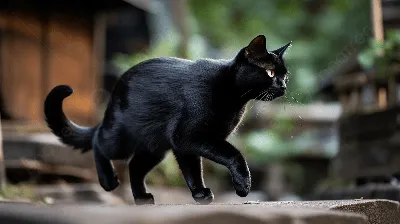 к viSejffi / черная кошка :: домашние животные :: котэ (прикольные картинки  с кошками) / смешные картинки и другие приколы: комиксы, гиф анимация,  видео, лучший интеллектуальный юмор.