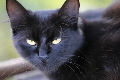 пожилая чёрная кошка лежит на диване Стоковое Изображение - изображение  насчитывающей дом, ангстрома: 225645171