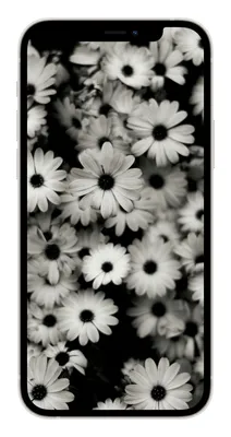 Черно-белые картинки | картинки 1366х768 на рабочий стол