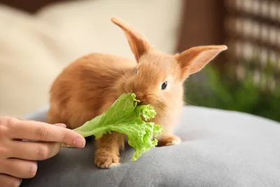 Что едят кролики фотографии