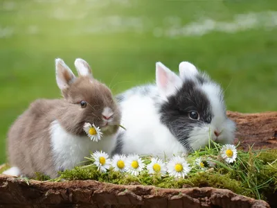 Фото разнообразной зелени для кроликов: их любимая еда (JPG, бесплатно)