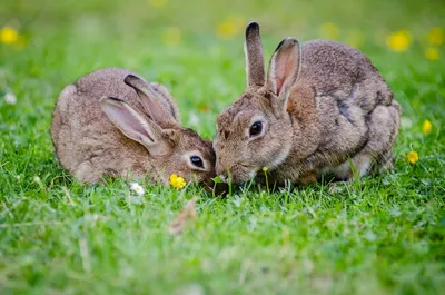 Кролики и гранулы: фотографии и информация о правильном питании (4K, скачать)