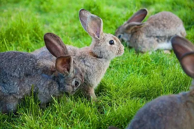 Фото кроликов, питающихся специальным кроличьим кормом (JPG, WebP, HD)