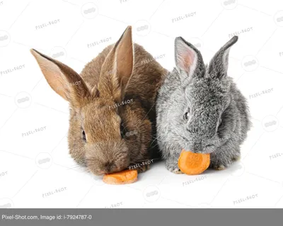 Кролики и сено: фотографии и важность в рационе (картинки, обои)