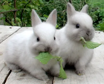 Кролики в действии: фото, отображающее их предпочтения в еде (4K, бесплатно)