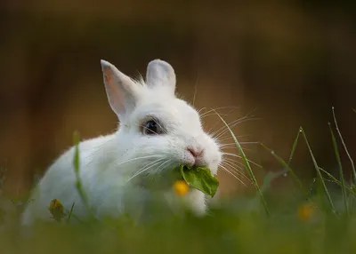Вкусные лакомства для кроликов: фото идей для разнообразия