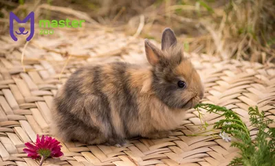 Сырые овощи в рационе кроликов: фото свежести и полезности