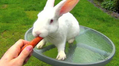 Суперфуды для кроликов: фото эксклюзивных продуктов