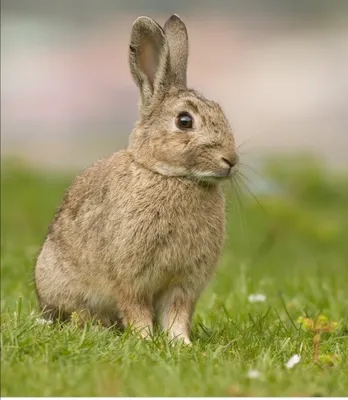 Натуральные корма для кроликов: фото безопасности и качества