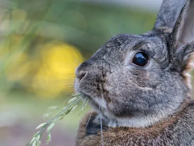 Полезное сено и его роль в питании кроликов: фото примеры