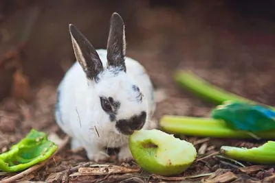 Уникальные рецепты для кроликов: фото блюд, созданных с любовью.