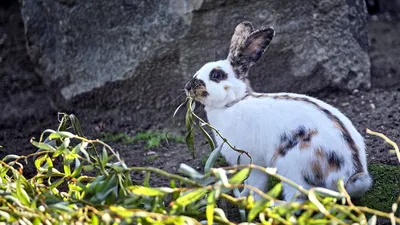 Невероятные изображения: кролики празднуют обед