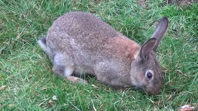 HD фото кролика, который хрустит свежеподжаренными морковками