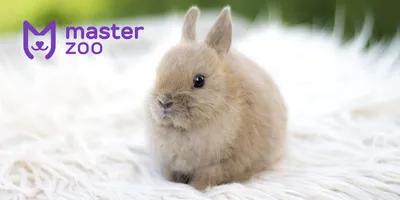 Full HD картинка: кролик, жуящий капусту
