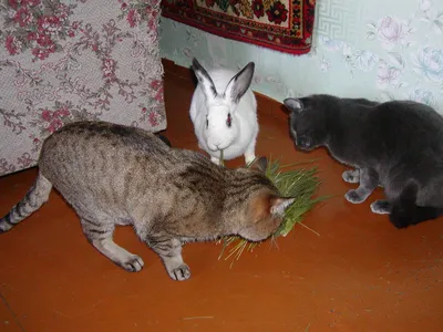 PNG изображение кролика с горкой моркови