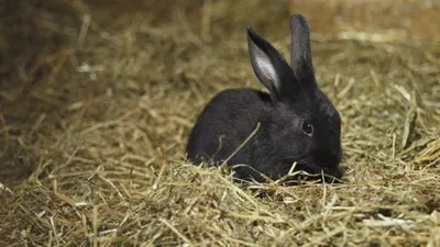 Фотография: Узнайте, что едят кролики на этой картинке
