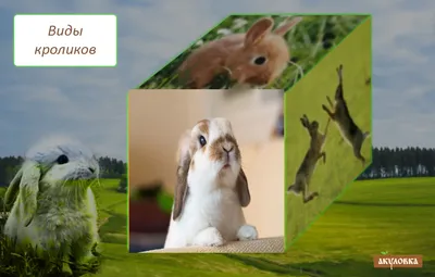 Фон: Аппетитные кролики и блюда, на фото обои (HD)
