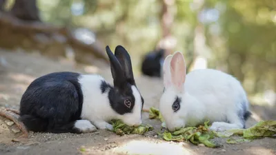 Изображения кроликов, которые предпочитают сено и траву (скачать, обои)