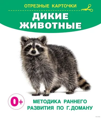 Какие дикие животные похожи на собак - фото и объяснения | РБК Украина