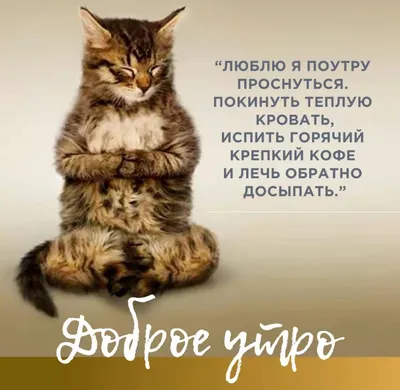 Смешные приколы про котиков для хорошего настроения. | Любимые котики | Дзен