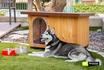 Домик для собак из массива соснового дерева Дом для домашних животных Собаки  купить в Германии - kaufbei.tv