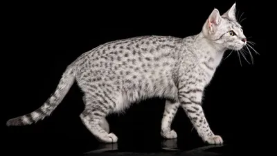 Египетская мау кошка: фото, характер, описание породы