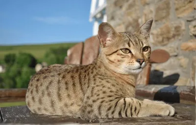 Египетская мау: фото, характер, описание породы кошек египетская мау | Блог  зоомагазина Zootovary.com