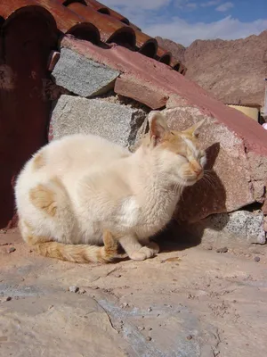 Пазл «Египетская кошка» из 192 элементов | Собрать онлайн пазл №278809