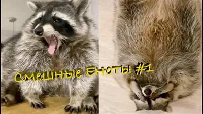 Cмешные ЕНОТЫ #10 / Приколы с ЕНОТАМИ 2020 / Funny Raccoons. - YouTube