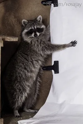 Cмешные ЕНОТЫ #1 / Приколы с ЕНОТАМИ 2020 / Funny Raccoons - YouTube