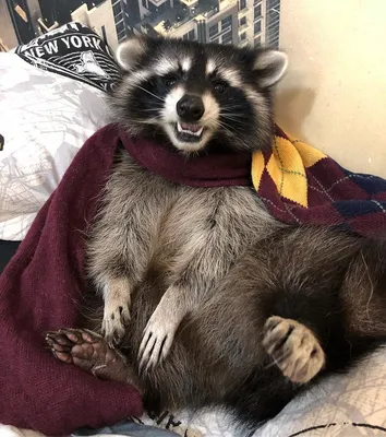 Raccoon - Енот- полоскун | Милые детеныши животных, Детеныши животных,  Смешные животные