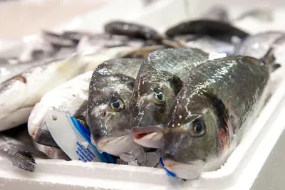 Рыбу с зубами, как у человека, поймали в США - BBC News Русская служба