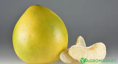 Помело: что это за фрукт и в чем его полезные свойства — читать на  Gastronom.ru