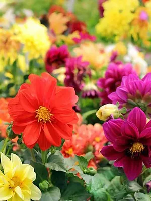 Семена Георгина \"Веселые ребята\", смесь, 0,2 г, Цветущий сад купить по цене  59 ₽ в интернет-магазине KazanExpress