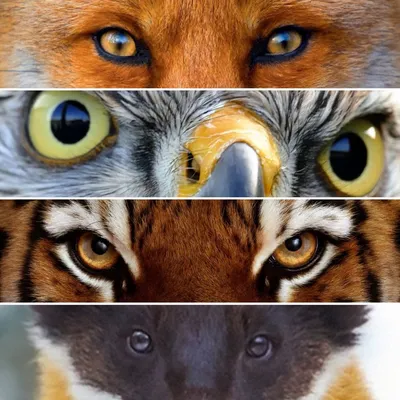 Глаза животных картинки